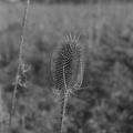 Zuchering-nature-3