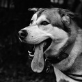muc-dast-hp5-31