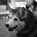 muc-dast-hp5-17