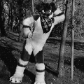 furciety-stammi-1-hp5-28