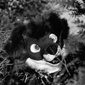 furciety-stammi-1-hp5-35